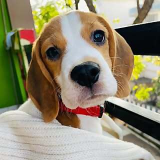 Toffee 