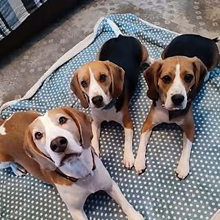 Loki, Koopa, Kiba & Aquiles