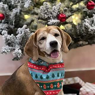 Junior 