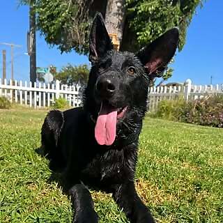 Piper