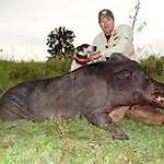 Razorback Catahoulas