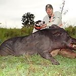 Razorback Catahoulas