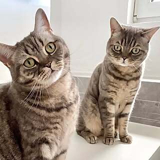 Jola & Balu