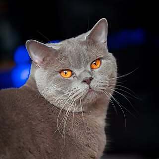 Milo 