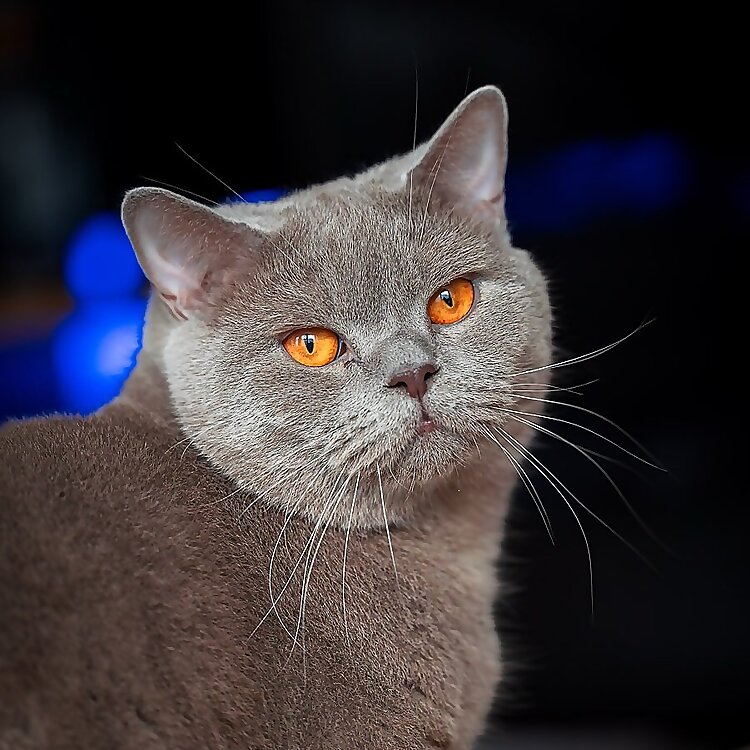 Milo 