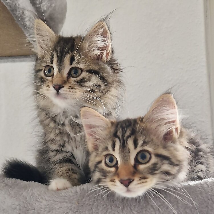 Frodo & Layla