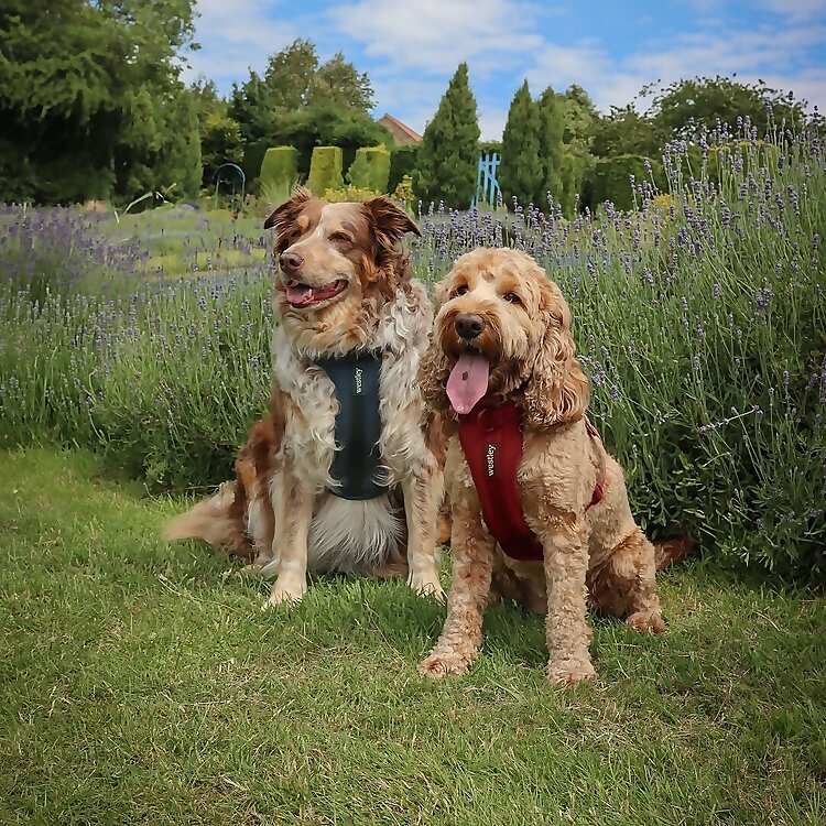 Sarah, Chester & Crumble
