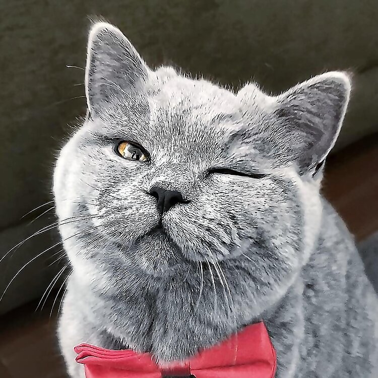 Mochi