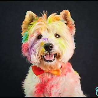 Forrest‘s Fun Adventures