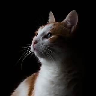 Four Paws | Petfluencer | Content Creator | UGC