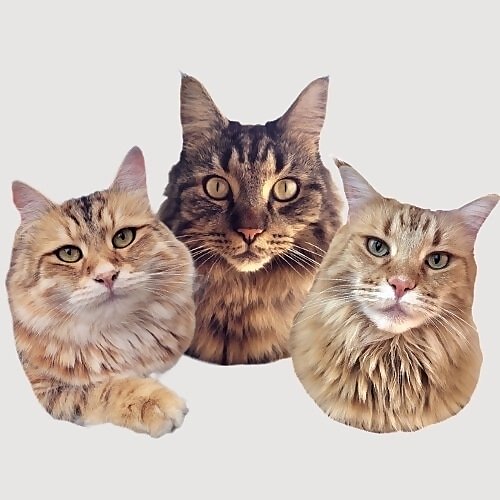 Ina | Katzenmama  | Gofio, Toulouse & Aurora