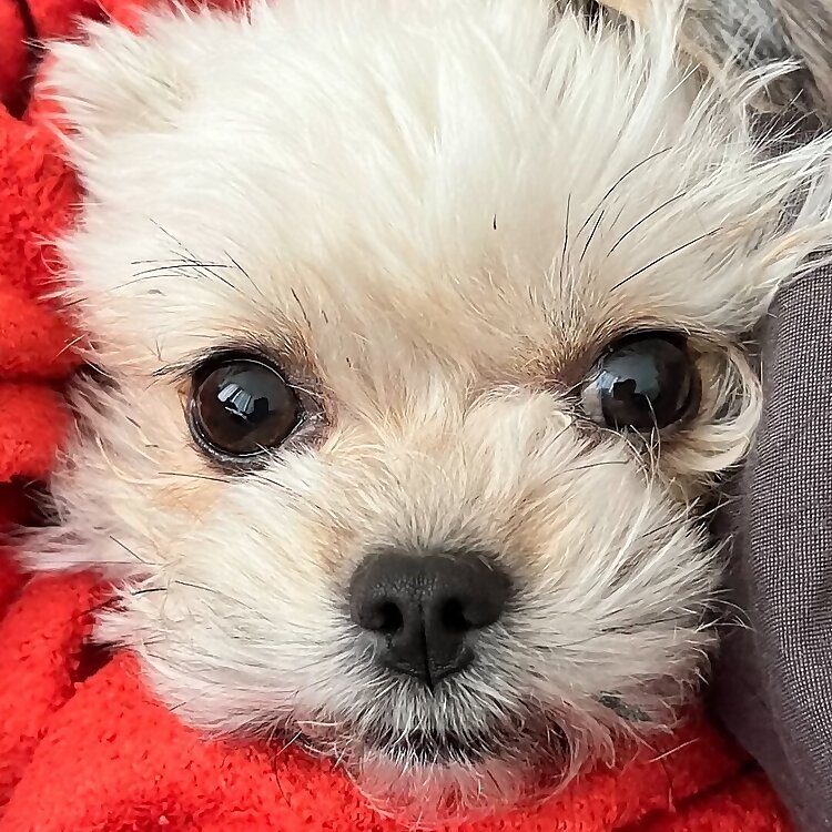 Dina