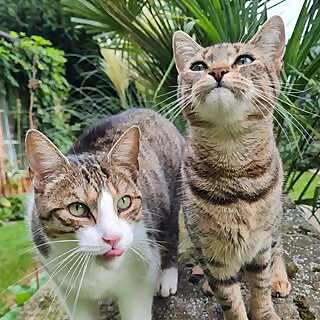 Meine Katzenmädchen‍⬛