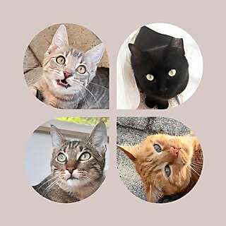 Anderl, Seppi & Fanni ‍⬛