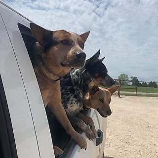 Bringhomeaheeler