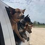 Bringhomeaheeler