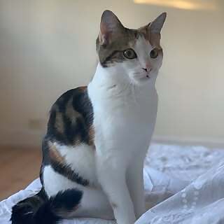 Tanja, Hanni und Nanni - Toffifee