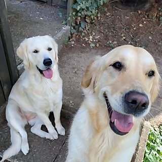 Lilly & Nala 