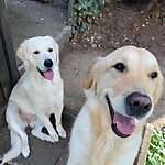 Lilly & Nala 