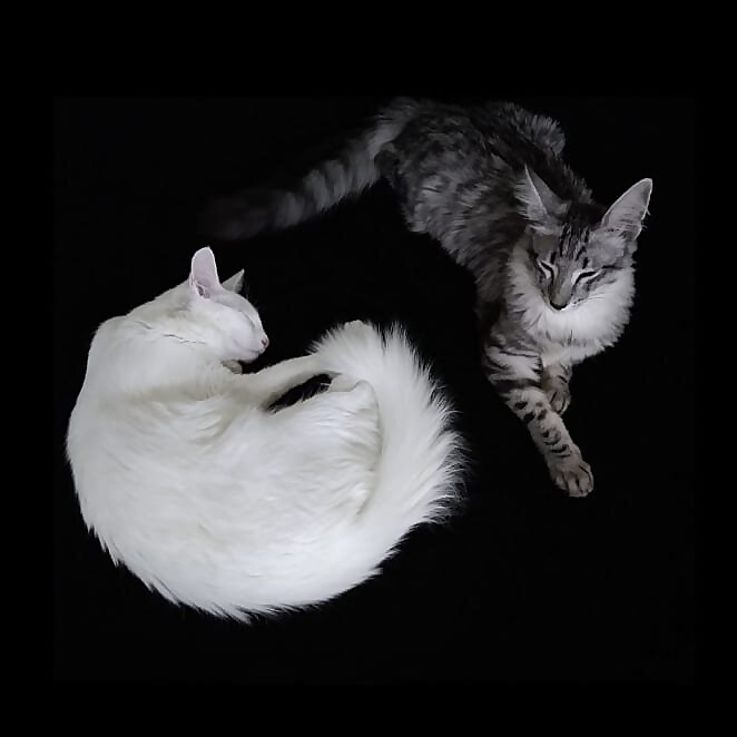 ɢɪʟᴍᴏᴜʀ & ɢʜᴀʟɪᴀ sᴏʀᴀʏᴀ &