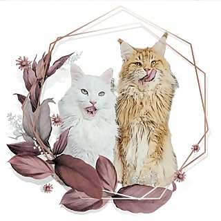 Sᴀᴍ & Avery | Pᴇᴛғʟᴜᴇɴᴄᴇʀ