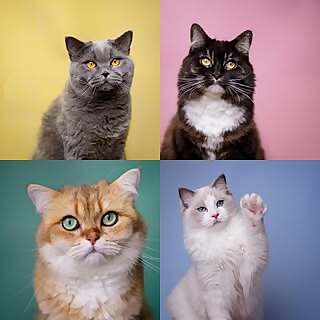 Julia | Katzenfotografin | Cat Content Creator