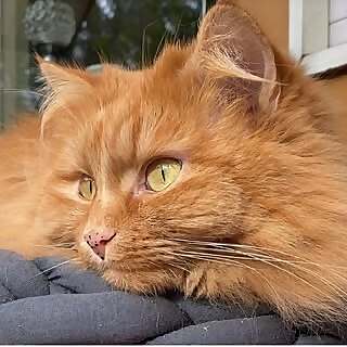 ❀  ❀ Petfluencer