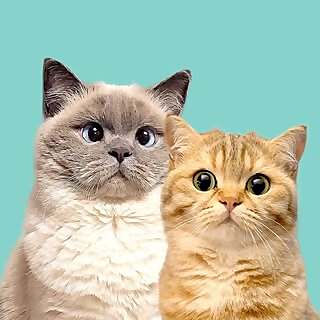 Frida & Garfield | Petfluencer & UGC