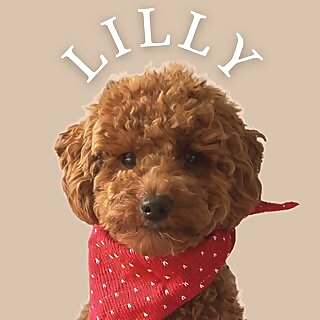 Lilly