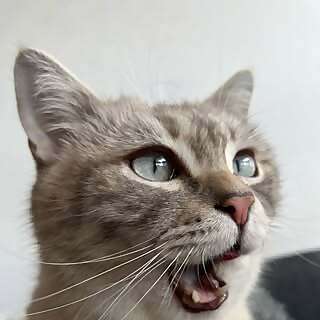 SIMBA| cat content creator