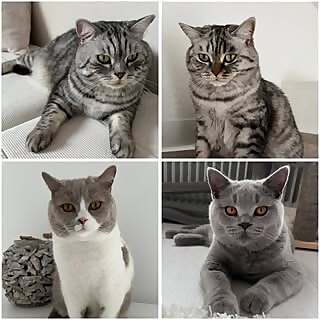 Fee, Tom, Anton, Luc