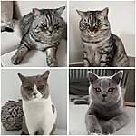 Fee, Tom, Anton, Luc