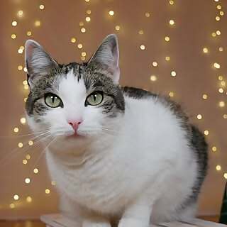 Hailey & Mila mit Josefin | Petfluencer | Reels