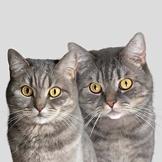 Laura | Catmom & Petfluencer - UGC