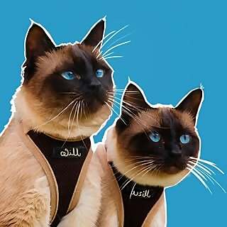 Nati with Mizu & Milo the Adventurecats