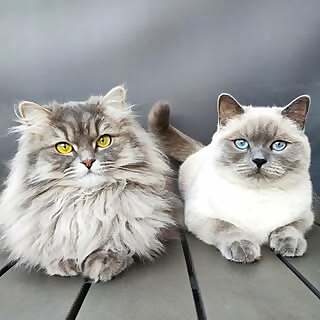 Mia & Maja 