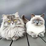 Mia & Maja 