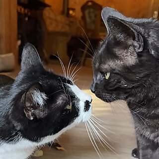 Willi & Albert