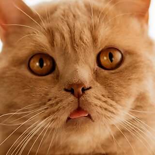 Gunther, Papaya & Dosis