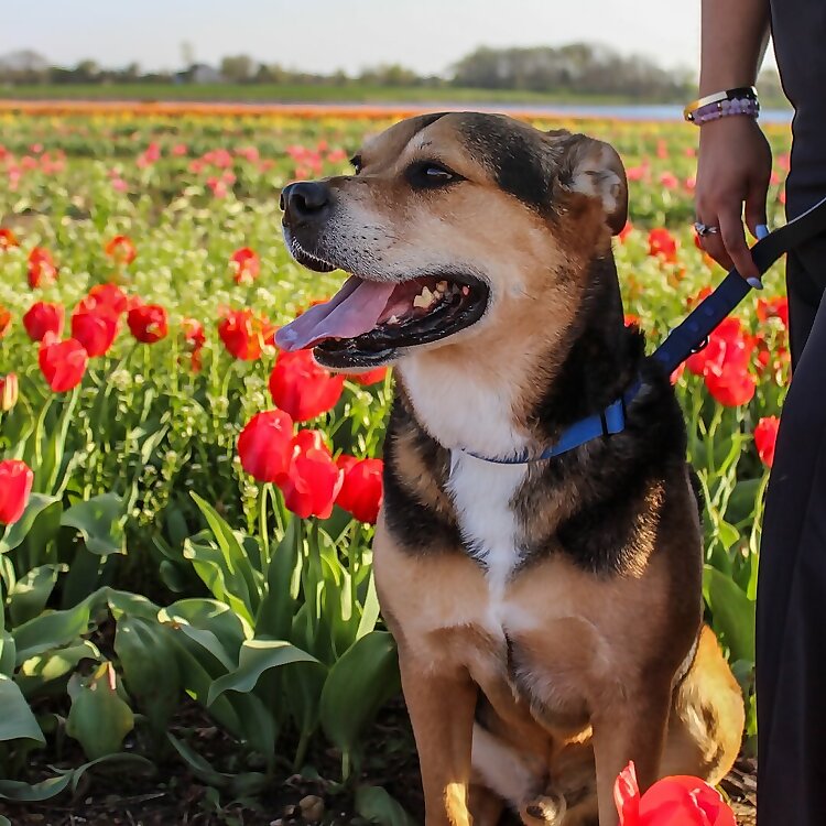 Duke 
