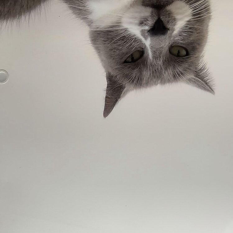 Tom