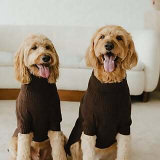 Benny & Lincoln