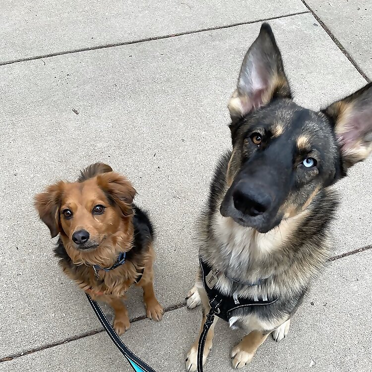 Whiskey & Maverick