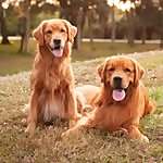 Bowen & Max