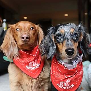 Bruno & Nova & Murphy