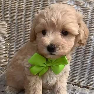 WeeSuni