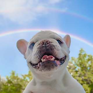 Mallow Frenchie