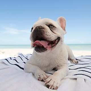 Mallow Frenchie