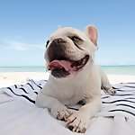 Mallow Frenchie