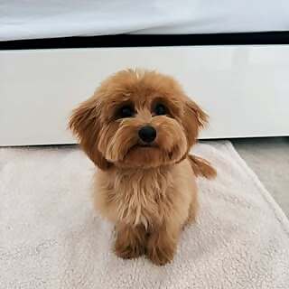 Milo